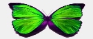 Картинки по запросу метелик зелений